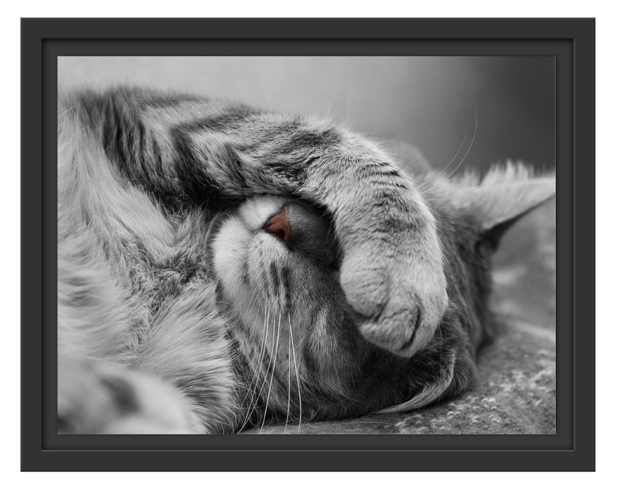 niedliche Katze beim schlafen Schattenfugenrahmen 38x30