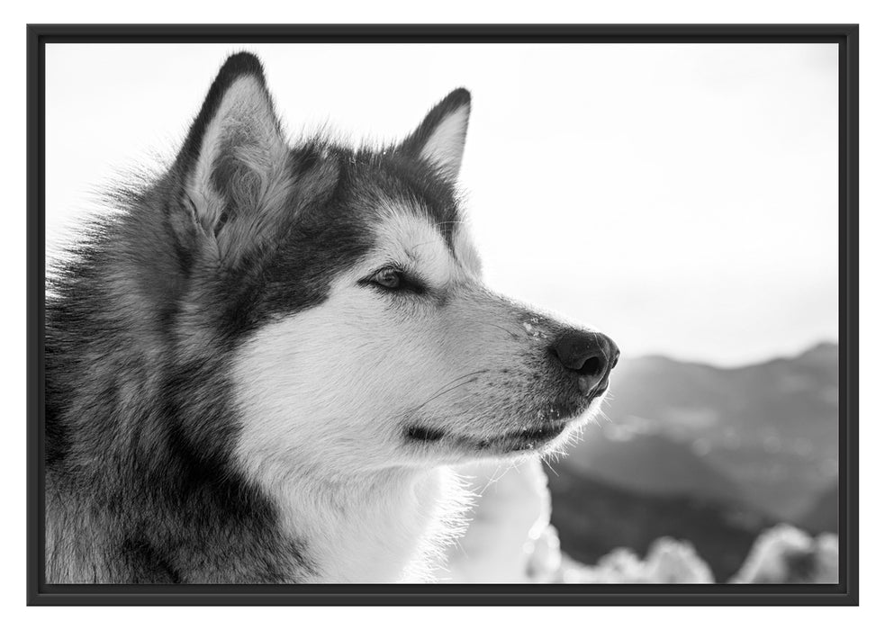 wunderschöner Husky im Schnee Schattenfugenrahmen 100x70