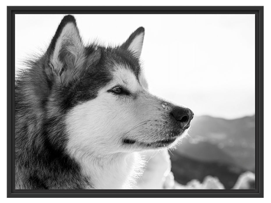 wunderschöner Husky im Schnee Schattenfugenrahmen 80x60