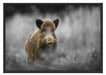 einsames Wildschwein im Wald Schattenfugenrahmen 100x70