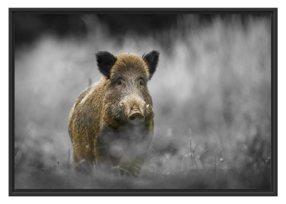 Pixxprint einsames Wildschwein im Wald, im Schwebe-Effekt Bilderrahmen