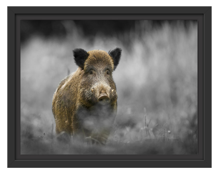 einsames Wildschwein im Wald Schattenfugenrahmen 38x30
