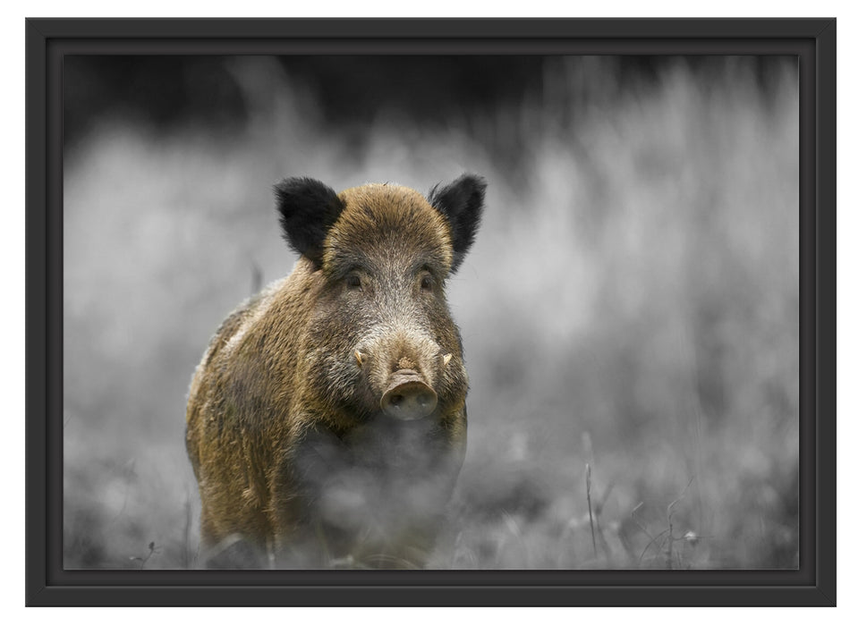 einsames Wildschwein im Wald Schattenfugenrahmen 55x40