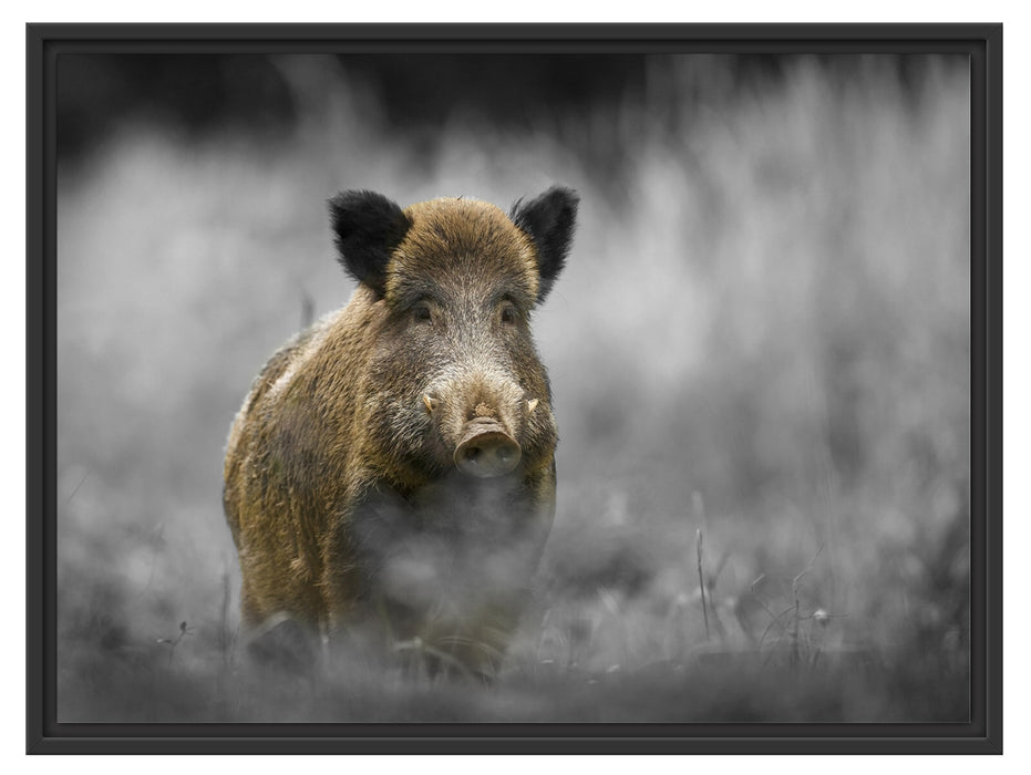einsames Wildschwein im Wald Schattenfugenrahmen 80x60