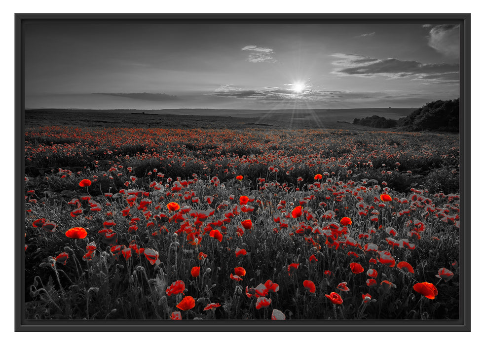 Pixxprint tolles Mohnblütenfeld, im Schwebe-Effekt Bilderrahmen