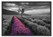 Lavendelfeld mit Baum Schattenfugenrahmen 100x70