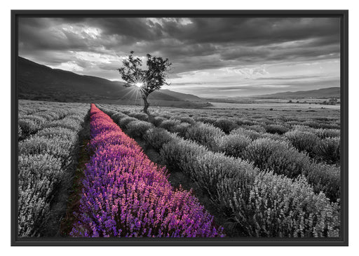 Lavendelfeld mit Baum Schattenfugenrahmen 100x70