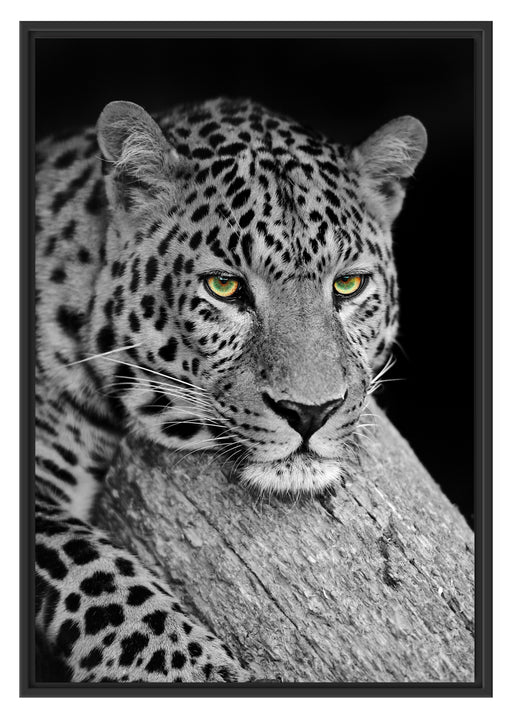 ruhender Leopard Schattenfugenrahmen 100x70