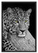 ruhender Leopard Schattenfugenrahmen 100x70