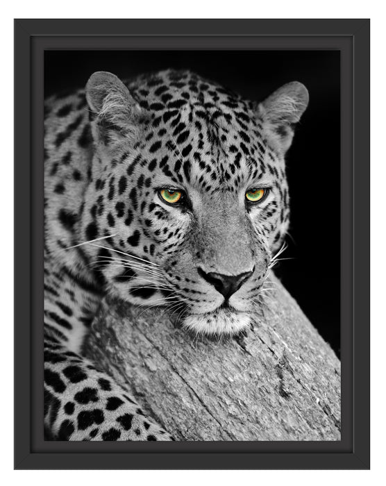 ruhender Leopard Schattenfugenrahmen 38x30