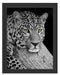 ruhender Leopard Schattenfugenrahmen 38x30