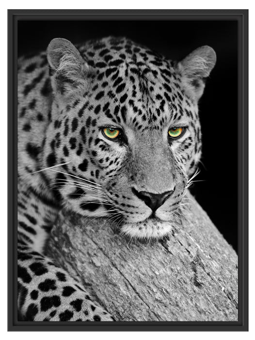 ruhender Leopard Schattenfugenrahmen 80x60