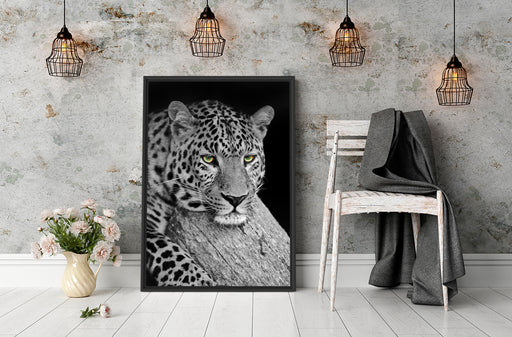 ruhender Leopard Schattenfugenrahmen Wohnzimmer