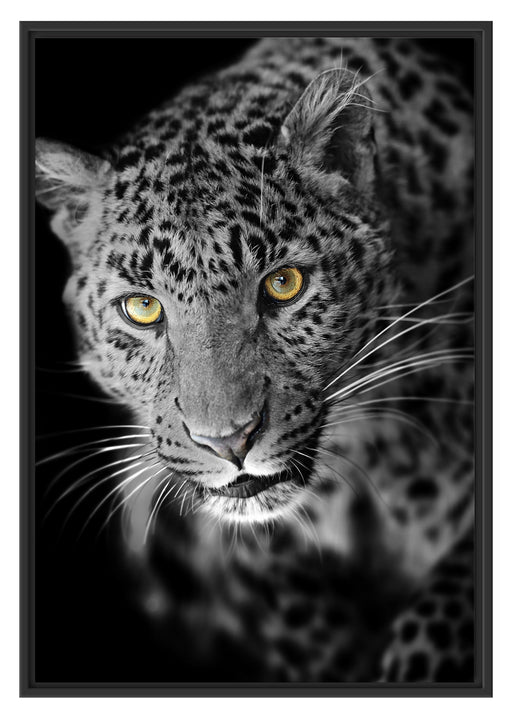prächtig anmutiger Leopard Schattenfugenrahmen 100x70
