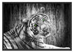 schöner neugieriger Tiger Schattenfugenrahmen 100x70