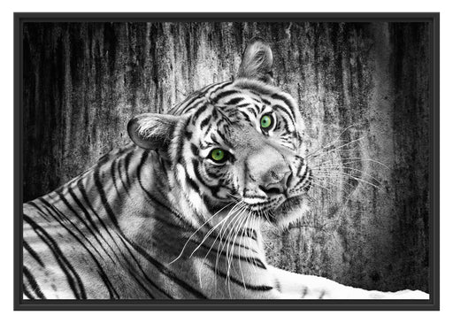 schöner neugieriger Tiger Schattenfugenrahmen 100x70