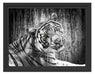schöner neugieriger Tiger Schattenfugenrahmen 38x30