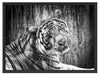 schöner neugieriger Tiger Schattenfugenrahmen 80x60