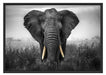 prachtvoller Elefant Schattenfugenrahmen 100x70