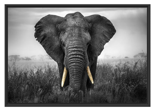 prachtvoller Elefant Schattenfugenrahmen 100x70