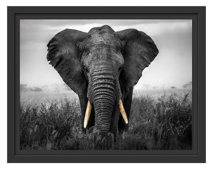 prachtvoller Elefant Schattenfugenrahmen 38x30
