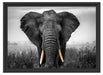 prachtvoller Elefant Schattenfugenrahmen 55x40
