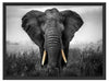 prachtvoller Elefant Schattenfugenrahmen 80x60