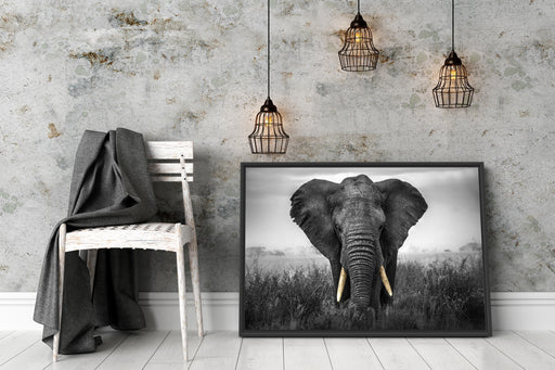 prachtvoller Elefant Schattenfugenrahmen Wohnzimmer