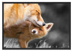 süße kuschelnden Füchse Schattenfugenrahmen 100x70