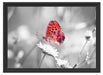 Schmetterling auf Blüte Schattenfugenrahmen 55x40