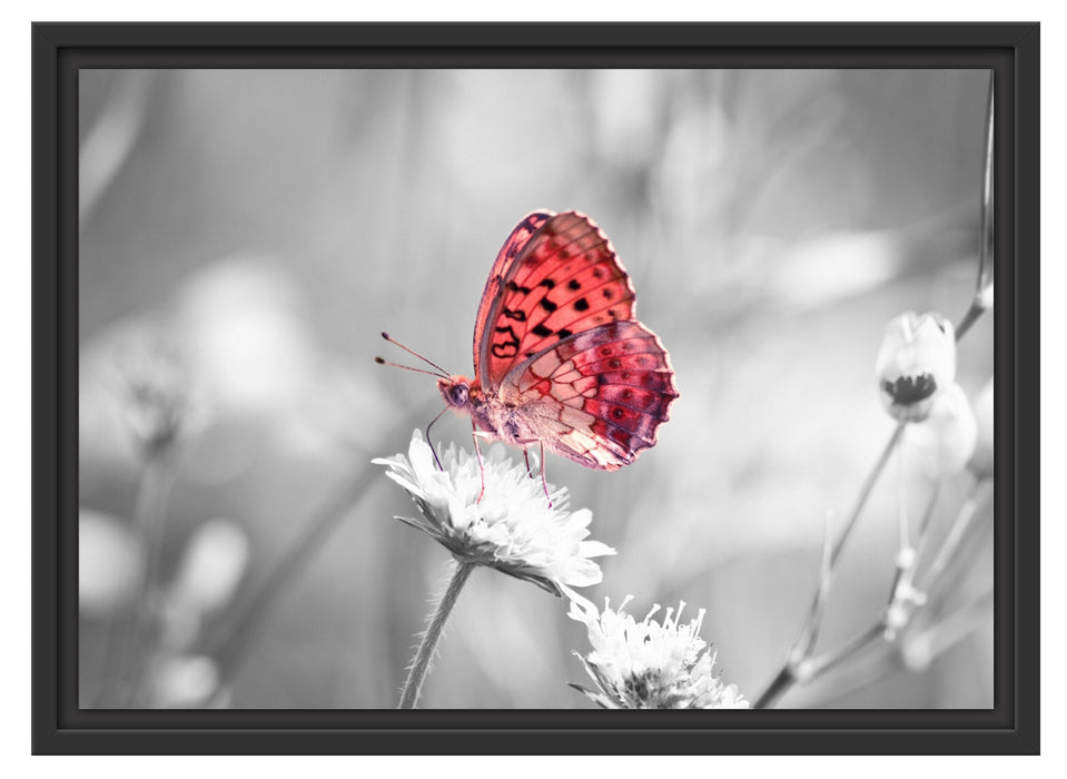 Schmetterling auf Blüte Schattenfugenrahmen 55x40