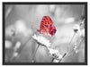 Schmetterling auf Blüte Schattenfugenrahmen 80x60