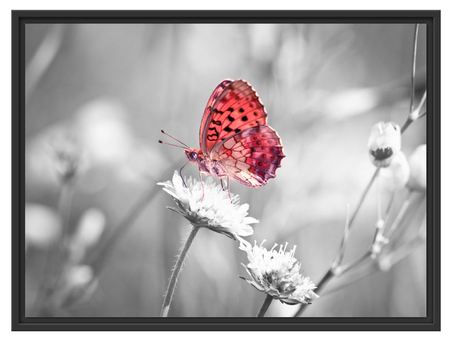 Schmetterling auf Blüte Schattenfugenrahmen 80x60