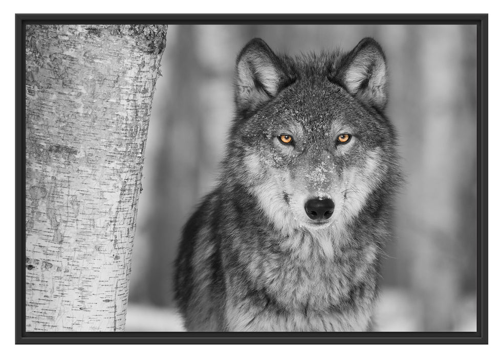 wunderschöner wachsamer Wolf Schattenfugenrahmen 100x70