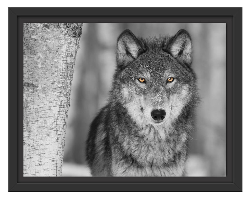 wunderschöner wachsamer Wolf Schattenfugenrahmen 38x30