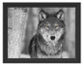 wunderschöner wachsamer Wolf Schattenfugenrahmen 38x30