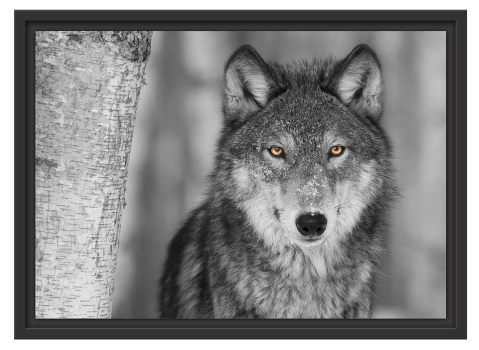 wunderschöner wachsamer Wolf Schattenfugenrahmen 55x40