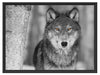 wunderschöner wachsamer Wolf Schattenfugenrahmen 80x60