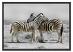 Zebras in der Savanne Schattenfugenrahmen 100x70