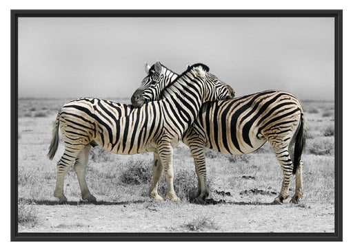 Zebras in der Savanne Schattenfugenrahmen 100x70