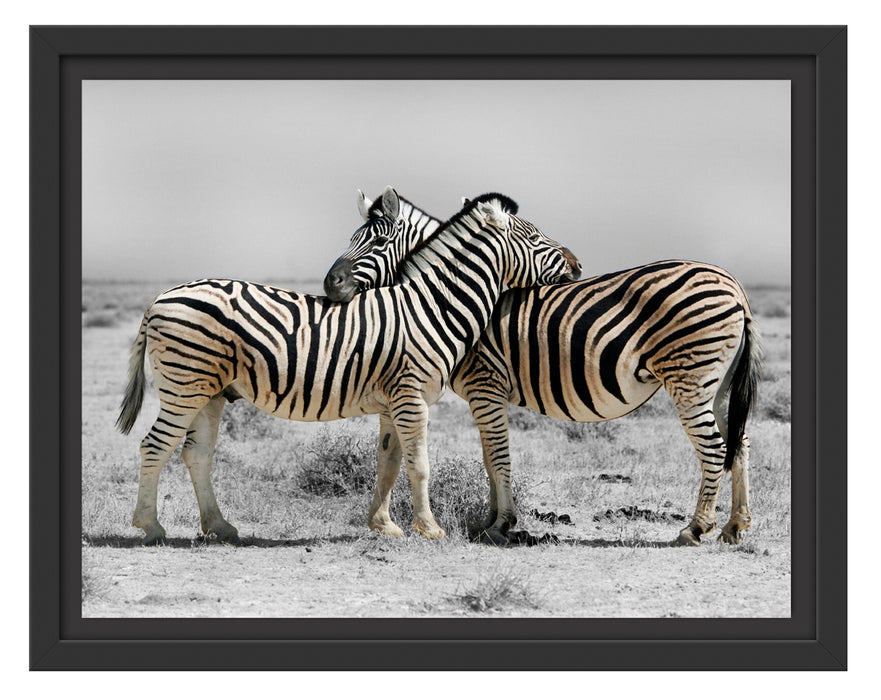 Zebras in der Savanne Schattenfugenrahmen 38x30