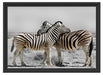 Zebras in der Savanne Schattenfugenrahmen 55x40