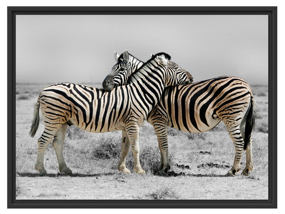 Zebras in der Savanne Schattenfugenrahmen 80x60