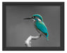 wunderschöner Eisvogel auf Ast Schattenfugenrahmen 38x30