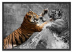 prachtvolle Tiger kämpfen Schattenfugenrahmen 100x70