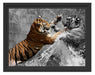 prachtvolle Tiger kämpfen Schattenfugenrahmen 38x30