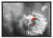 Marienkäfer auf Pusteblume Schattenfugenrahmen 100x70