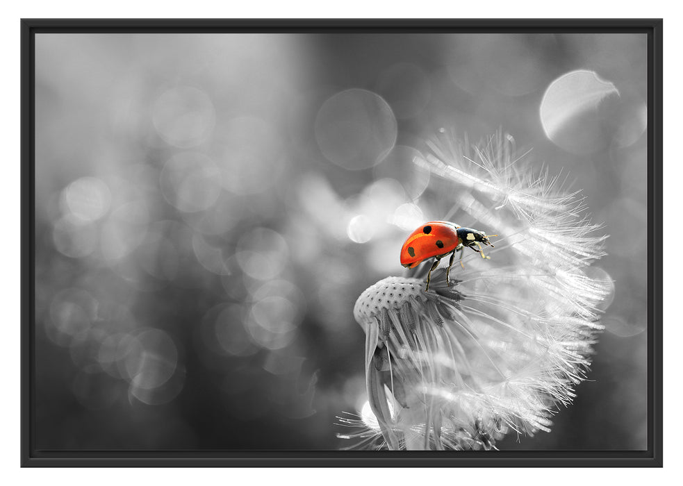 Pixxprint Marienkäfer auf Pusteblume, im Schwebe-Effekt Bilderrahmen