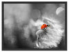Marienkäfer auf Pusteblume Schattenfugenrahmen 80x60