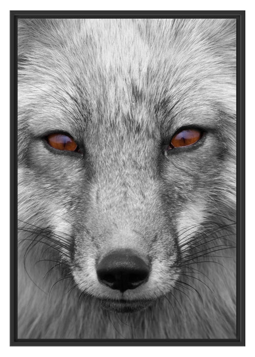 Pixxprint wunderschöner Fuchs im Portrait, im Schwebe-Effekt Bilderrahmen